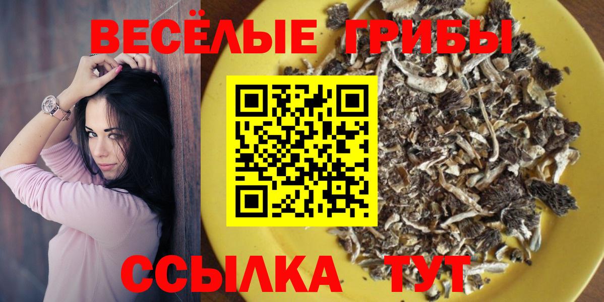 Псилоцибиновые грибы Psilocybe  Вход с VPN  Елабуга 